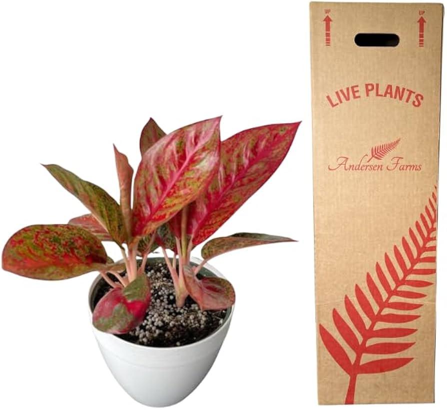Aglaonema, Assorted - View 14 from www redcrocus com