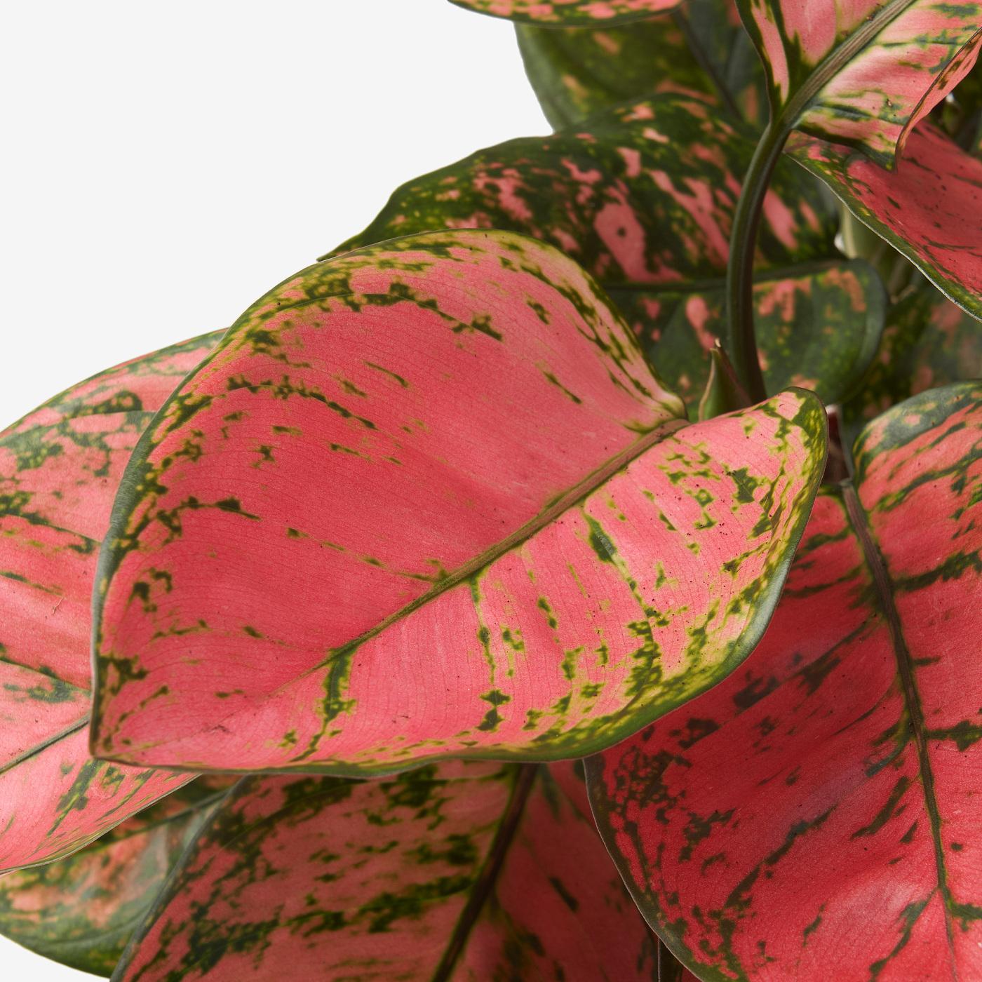 Aglaonema, Assorted - View 17 from www redcrocus com