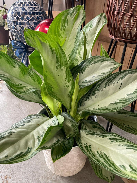 Aglaonema, Assorted - View 18 from www redcrocus com