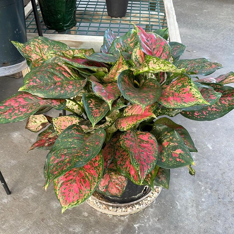 Aglaonema, Assorted - View 19 from www redcrocus com