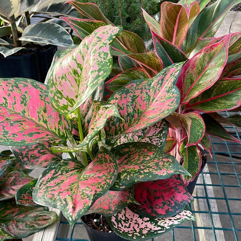 Aglaonema, Assorted - View 24 from www redcrocus com
