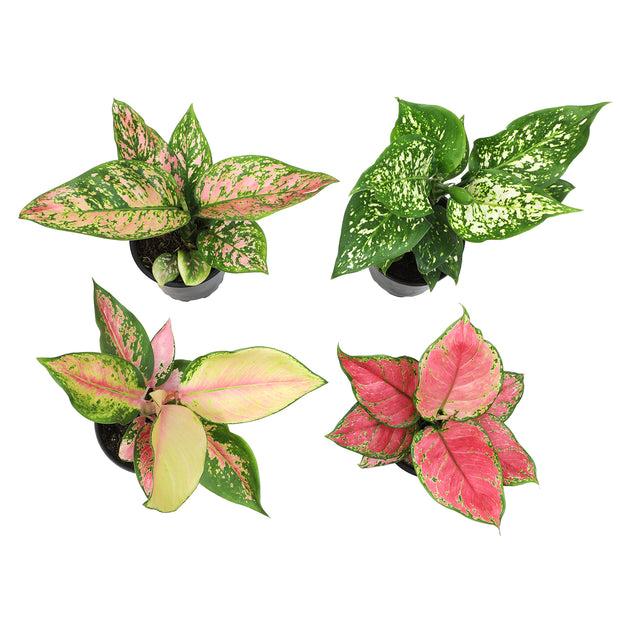 Aglaonema, Assorted - View 25 from www redcrocus com