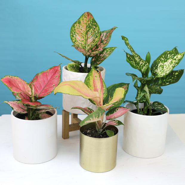 Aglaonema, Assorted - View 26 from www redcrocus com
