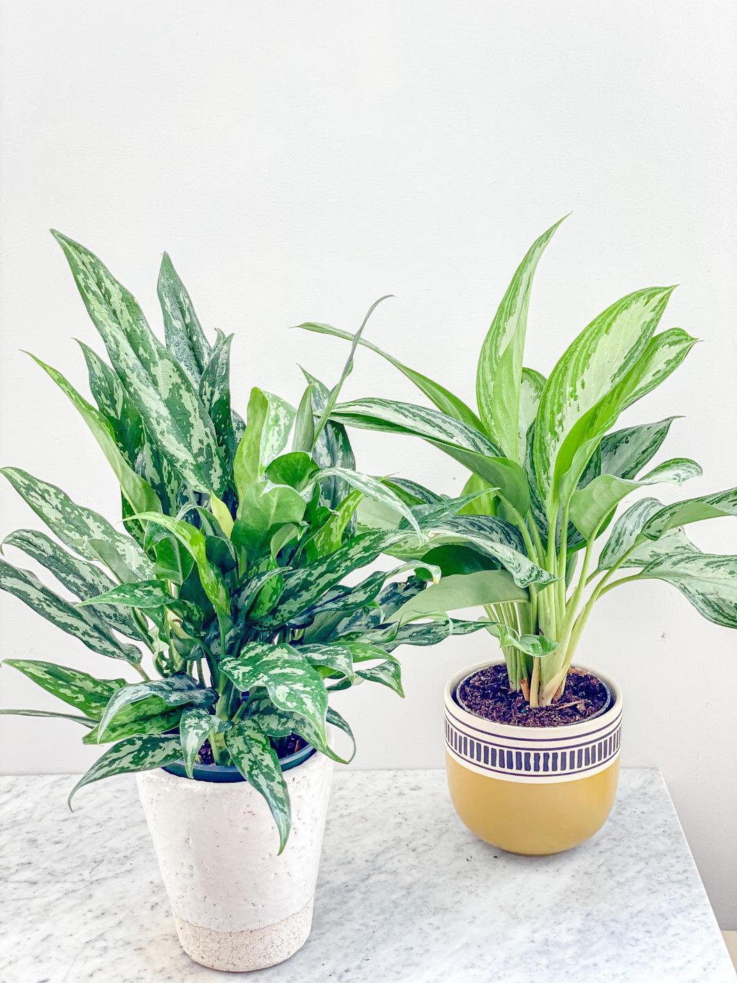 Aglaonema, Assorted - View 27 from www redcrocus com
