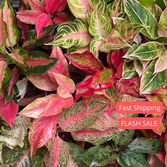 Aglaonema, Assorted - View 30 from www redcrocus com