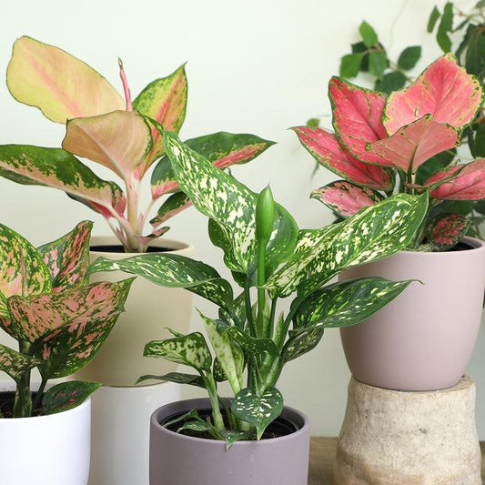Aglaonema, Assorted - View 3 from www redcrocus com
