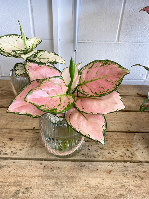 Aglaonema, Assorted - View 40 from www redcrocus com