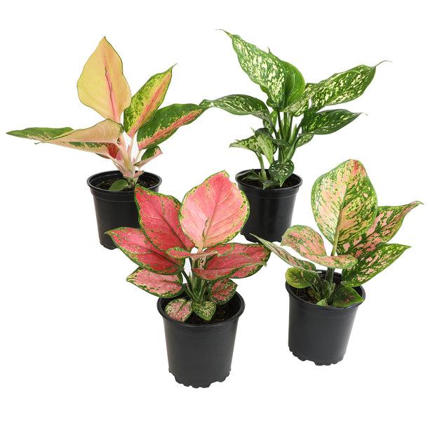 Aglaonema, Assorted - View 4 from www redcrocus com
