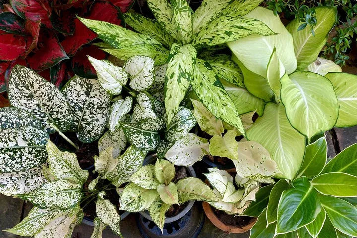 Aglaonema, Assorted - View 6 from www redcrocus com