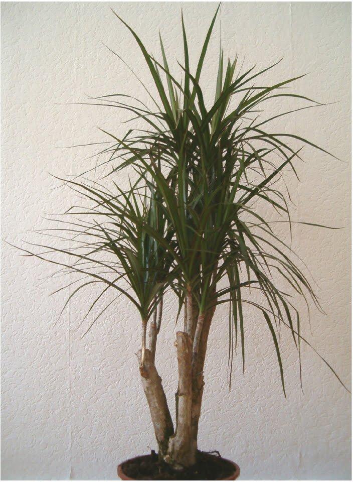 Dracaena Marginata 'tarzan' - View 10 from www redcrocus com