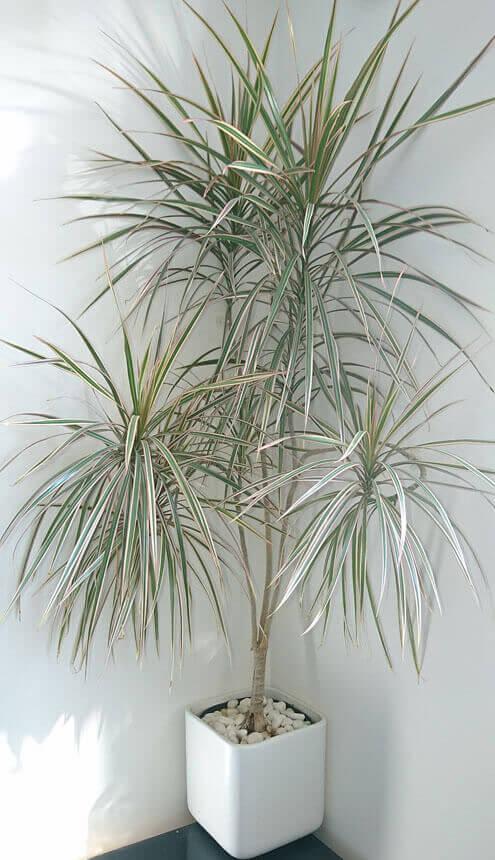Dracaena Marginata 'tarzan' - View 12 from www redcrocus com