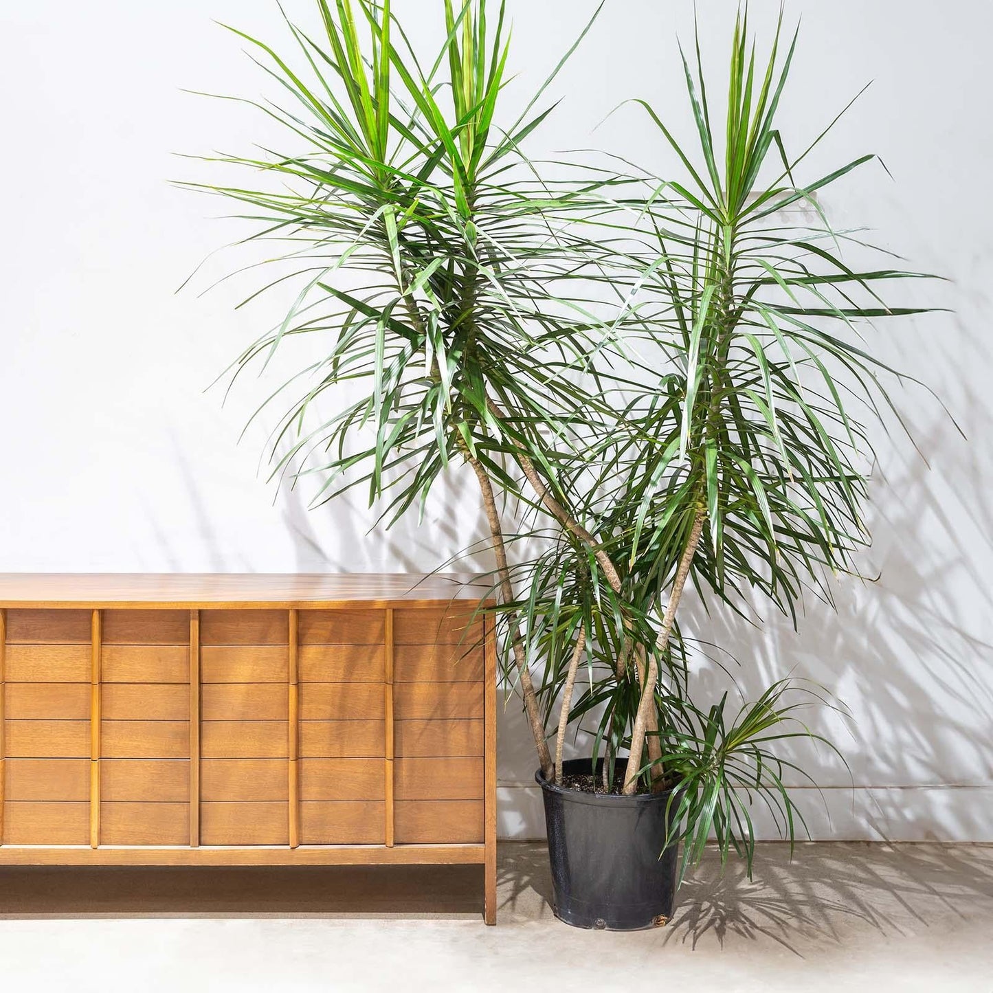 Dracaena Marginata 'tarzan' - View 16 from www redcrocus com