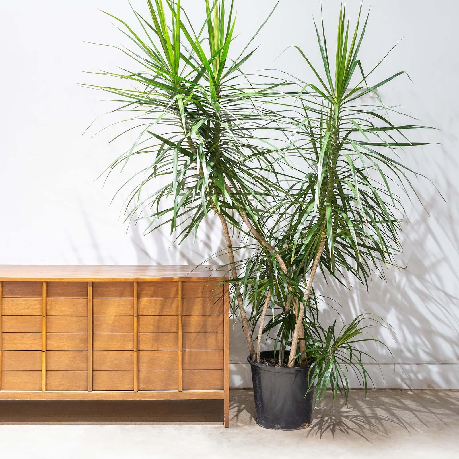 Dracaena Marginata 'tarzan' - View 16 from www redcrocus com