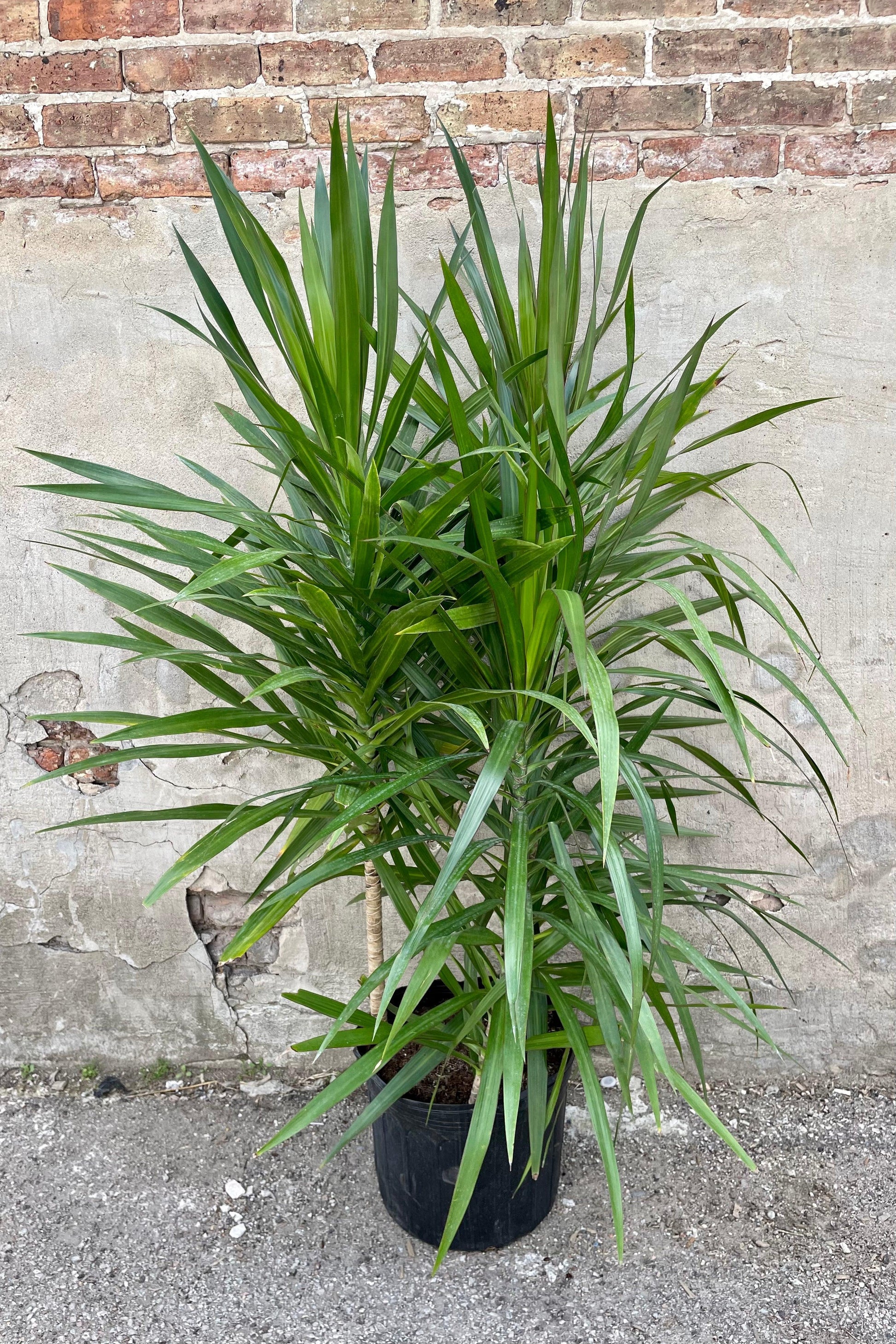Dracaena Marginata 'tarzan' - View 17 from www redcrocus com