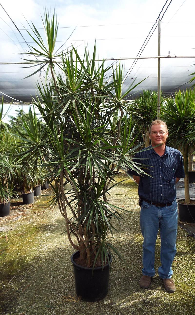 Dracaena Marginata 'tarzan' - View 18 from www redcrocus com