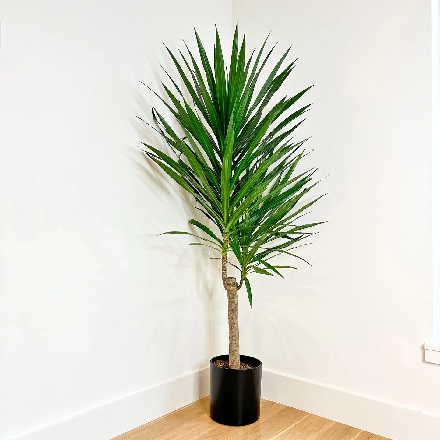Dracaena Marginata 'tarzan' - View 20 from www redcrocus com