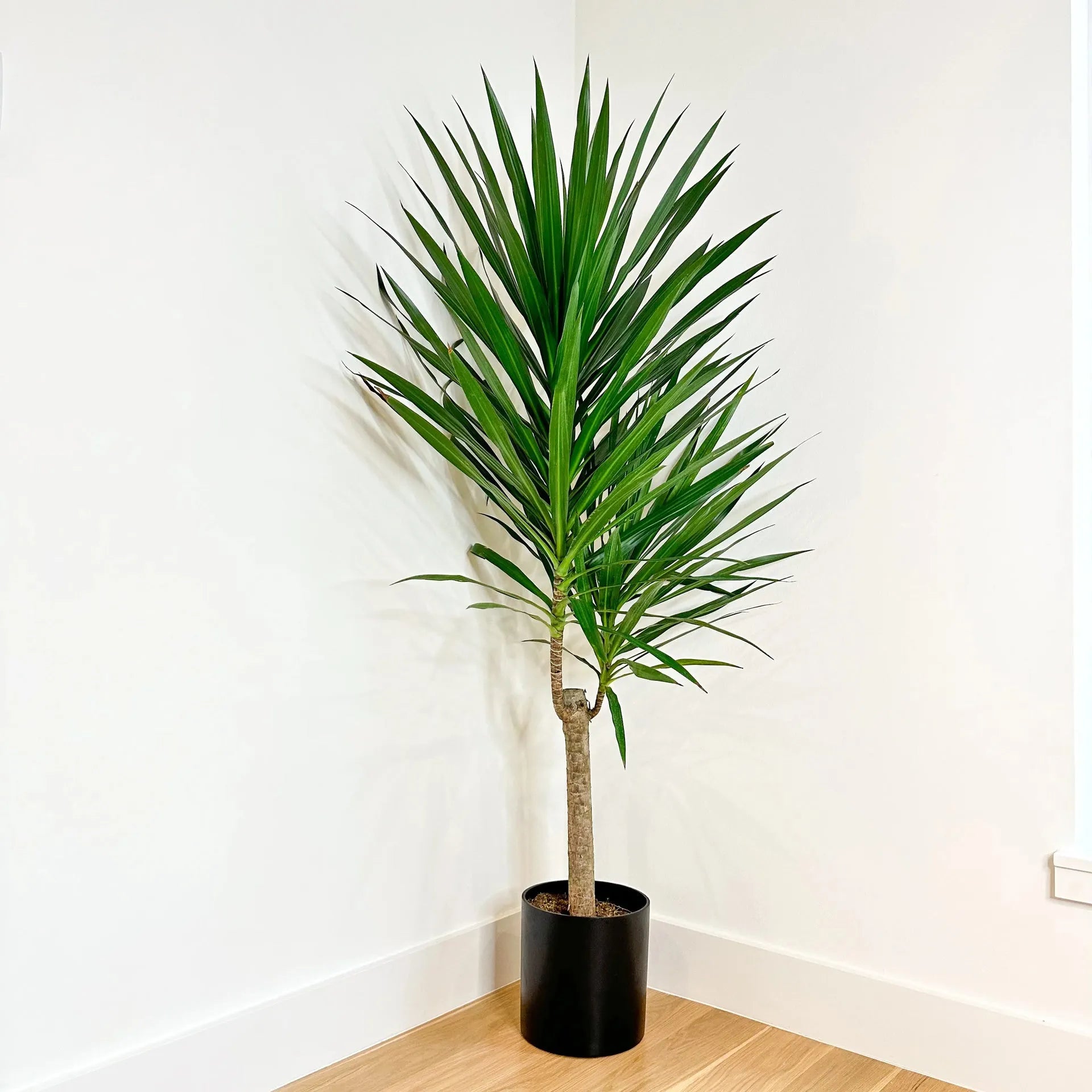 Dracaena Marginata 'tarzan' - View 20 from www redcrocus com