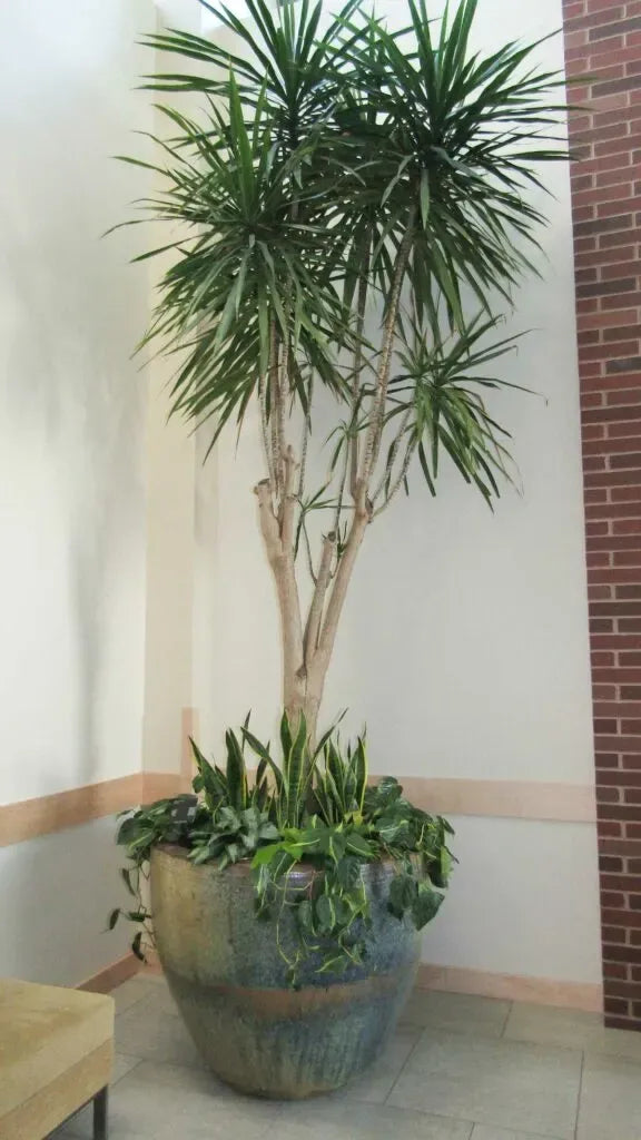 Dracaena Marginata 'tarzan' - View 21 from www redcrocus com