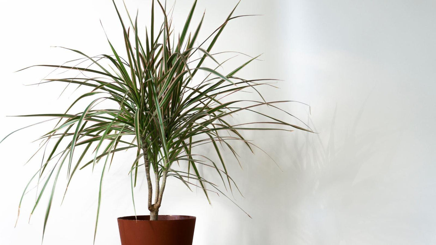 Dracaena Marginata 'tarzan' - View 25 from www redcrocus com