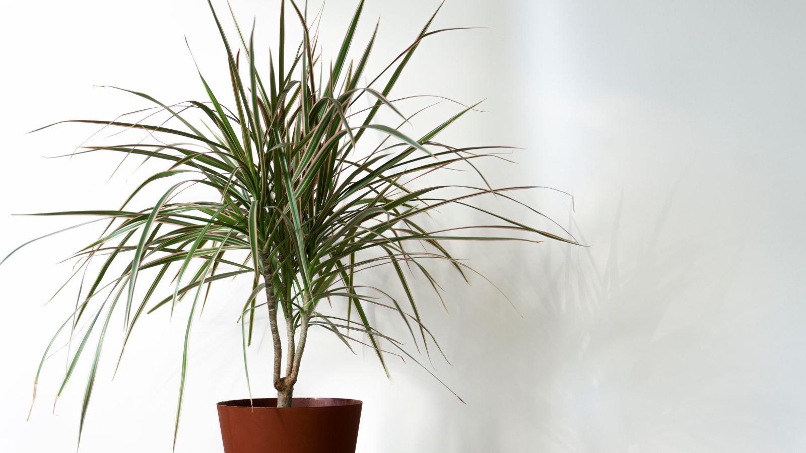 Dracaena Marginata 'tarzan' - View 25 from www redcrocus com
