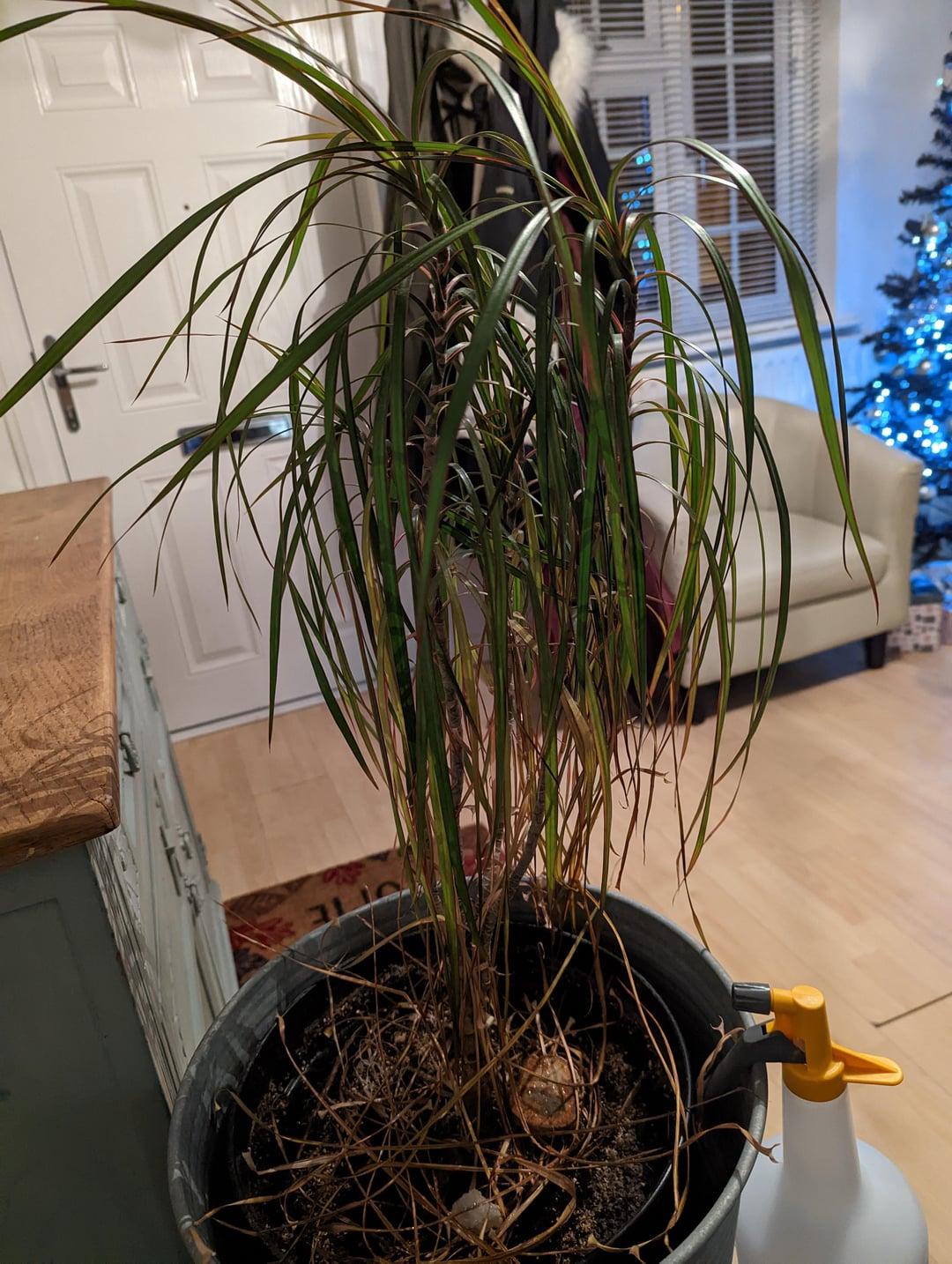 Dracaena Marginata 'tarzan' - View 28 from www redcrocus com