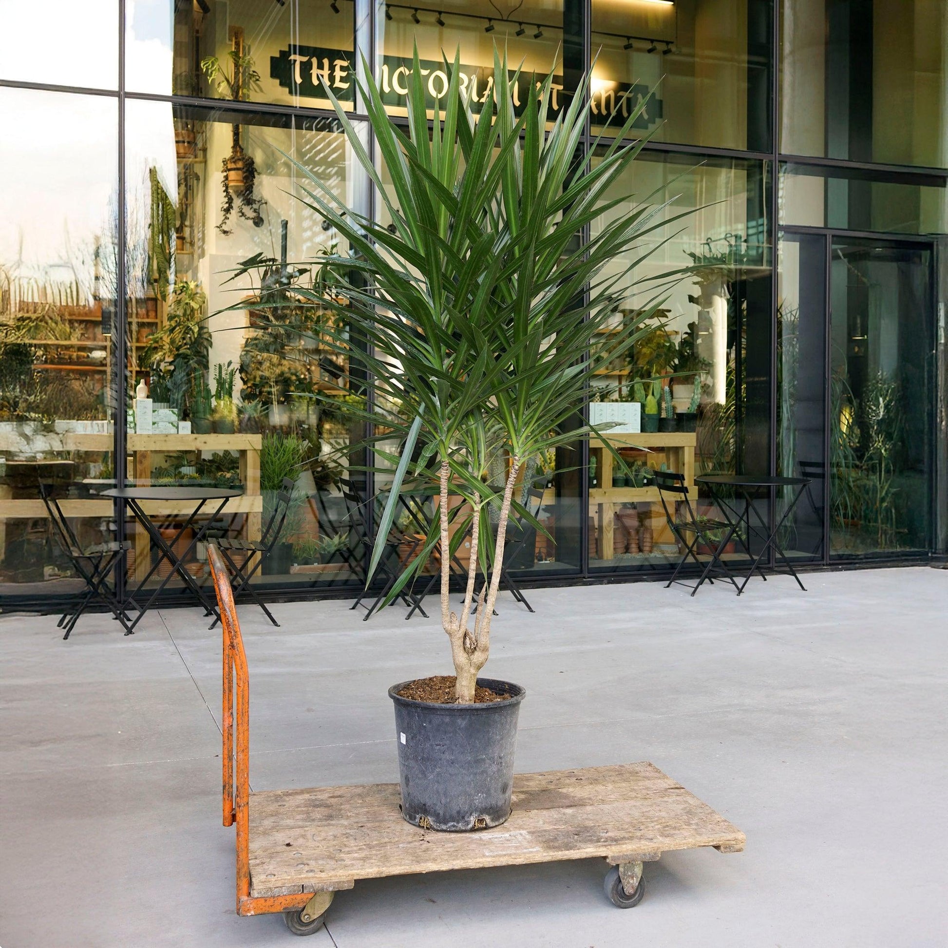 Dracaena Marginata 'tarzan' - View 29 from www redcrocus com