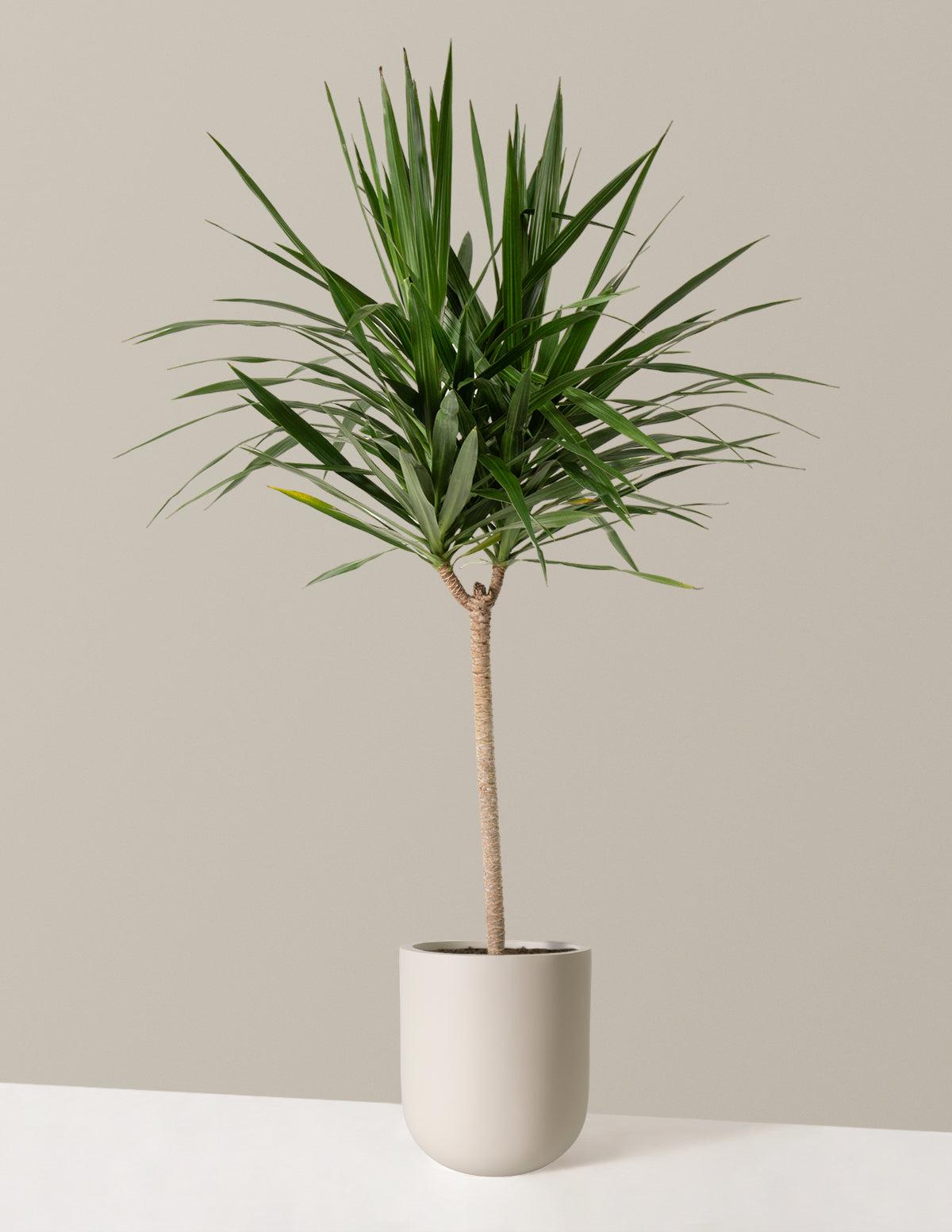 Dracaena Marginata 'tarzan' - View 2 from www redcrocus com