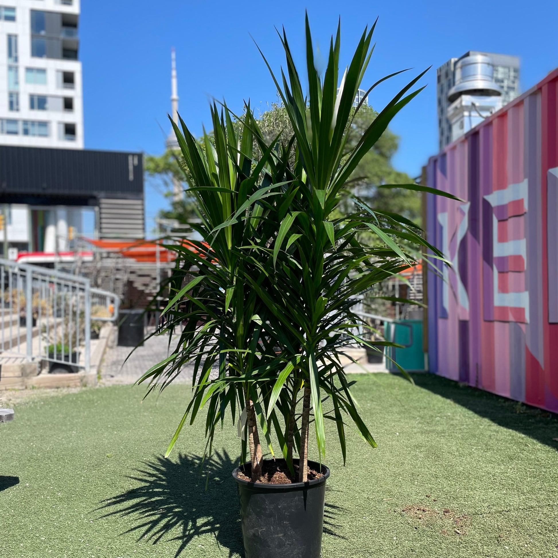 Dracaena Marginata 'tarzan' - View 30 from www redcrocus com