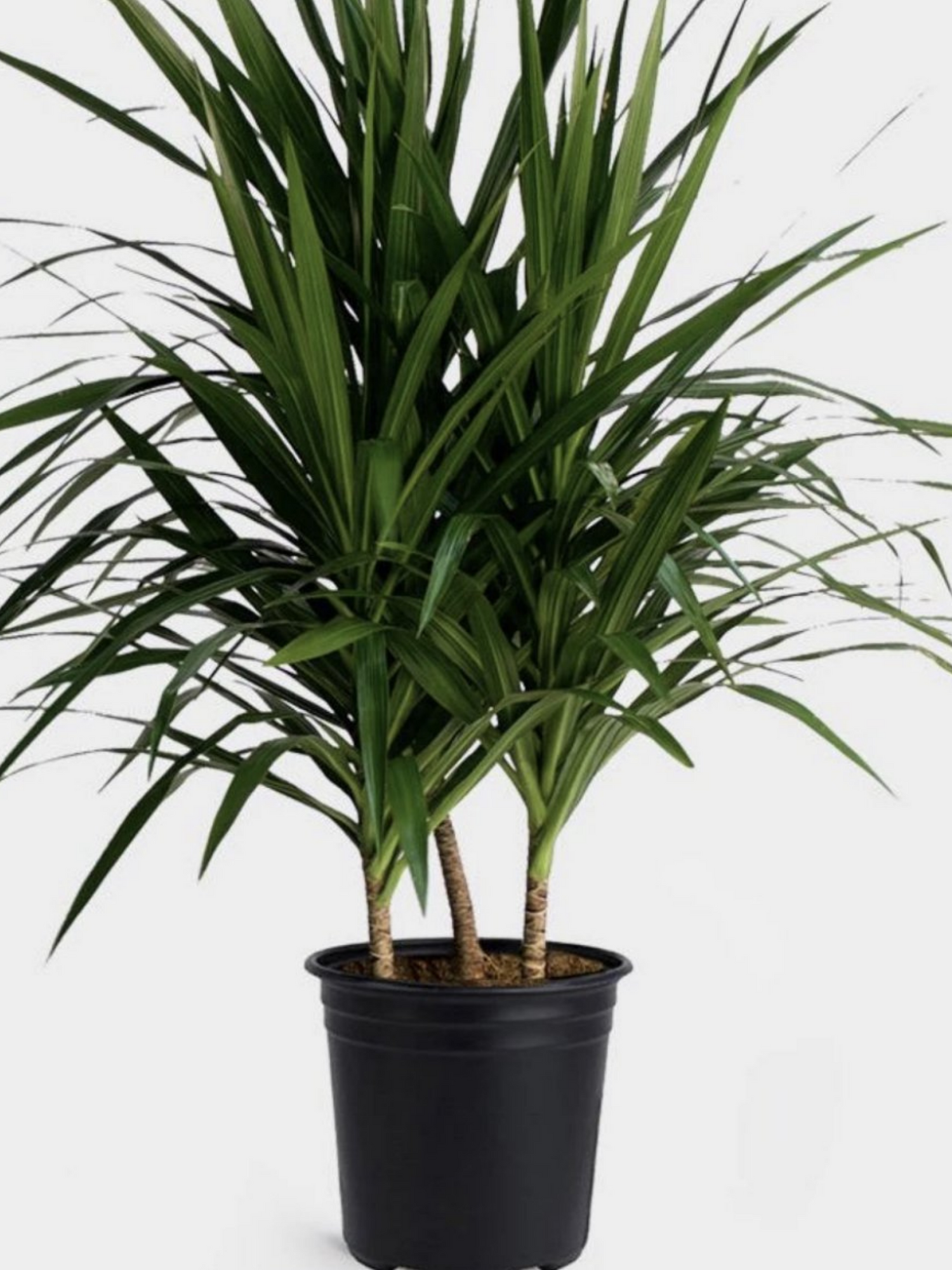 Dracaena Marginata 'tarzan' - View 34 from www redcrocus com