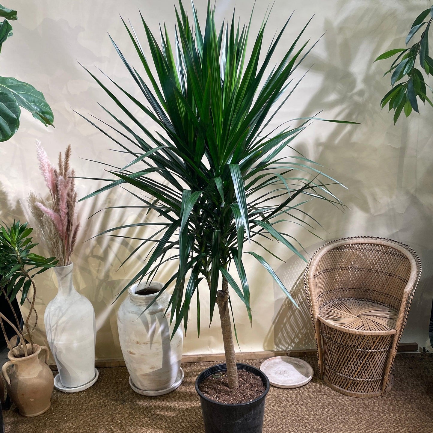 Dracaena Marginata 'tarzan' - View 36 from www redcrocus com
