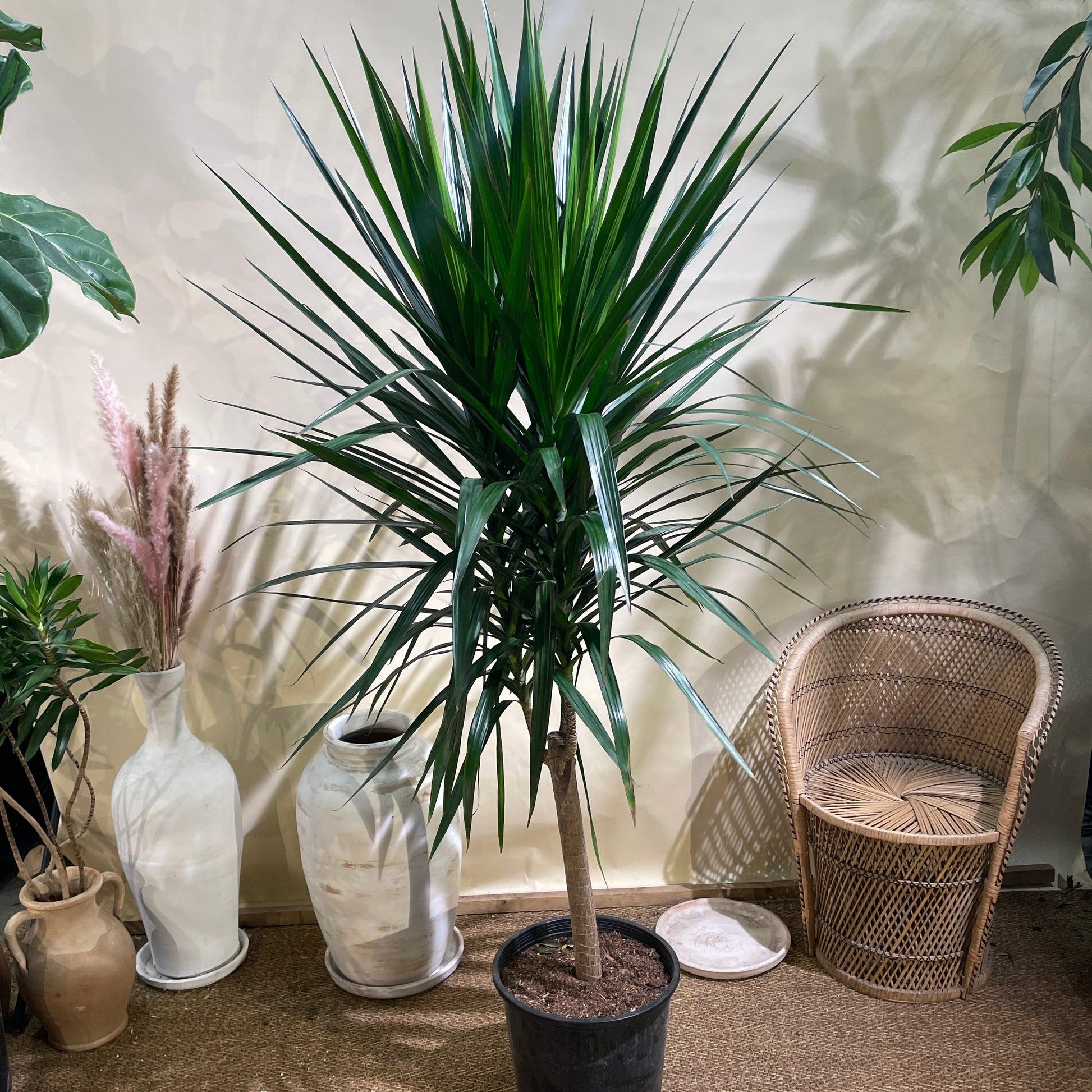 Dracaena Marginata 'tarzan' - View 36 from www redcrocus com