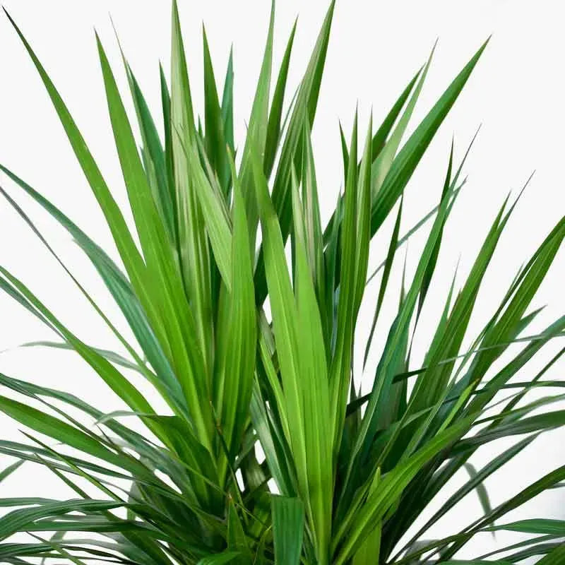 Dracaena Marginata 'tarzan' - View 3 from www redcrocus com