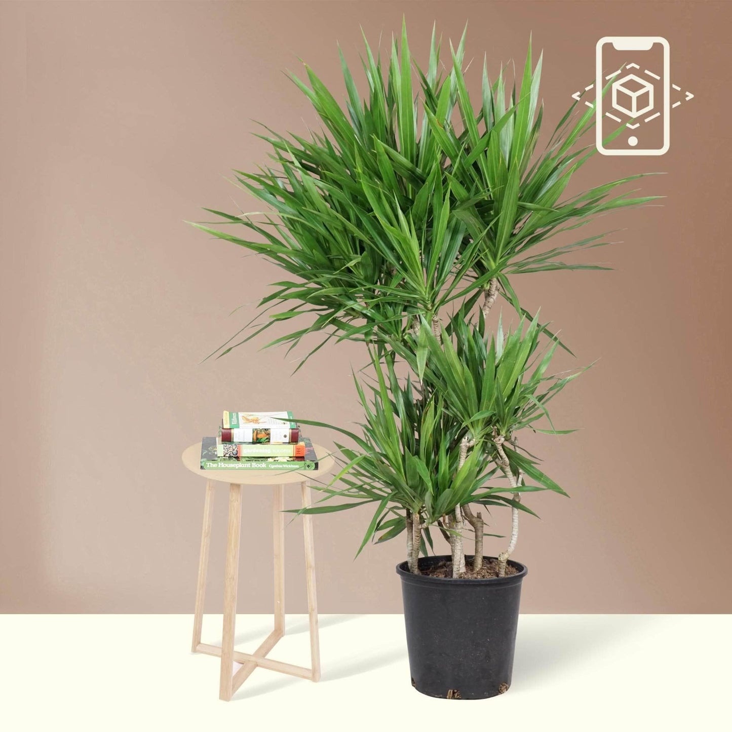 Dracaena Marginata 'tarzan' - View 7 from www redcrocus com