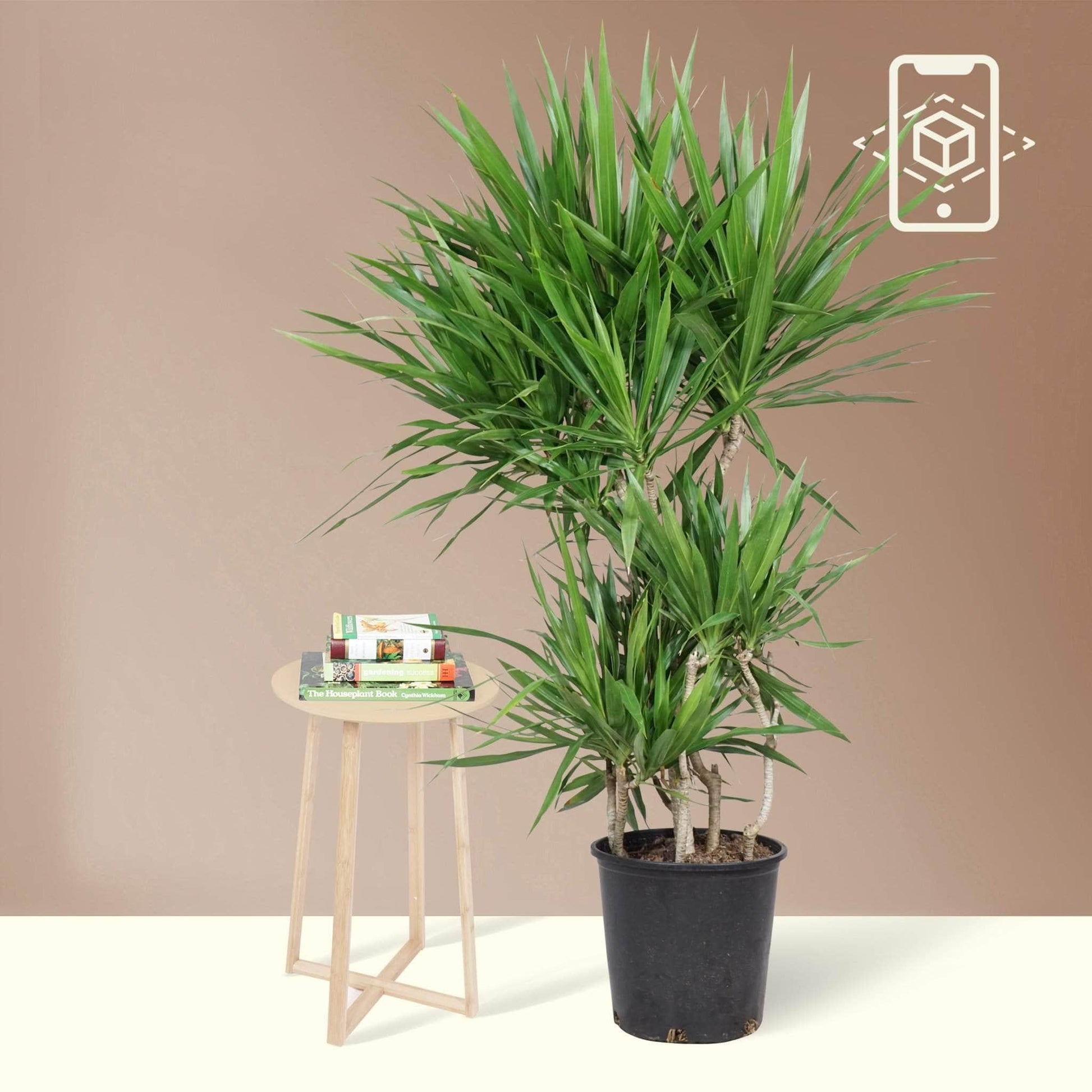 Dracaena Marginata 'tarzan' - View 7 from www redcrocus com