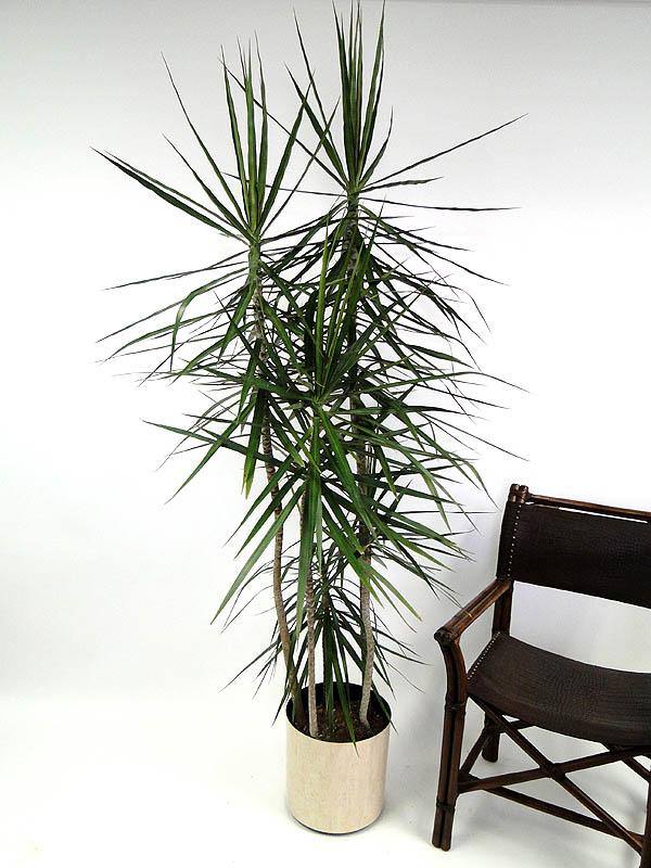Dracaena Marginata 'tarzan' - View 8 from www redcrocus com