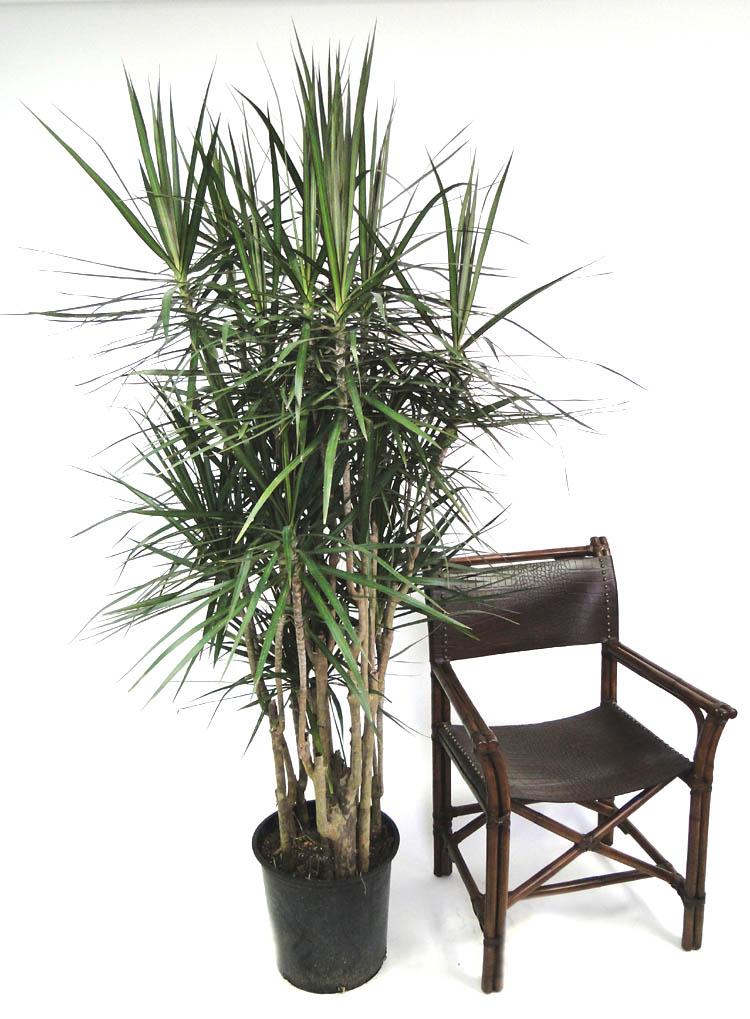 Dracaena Marginata 'tarzan' - View 9 from www redcrocus com