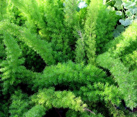 Fern, Asparagus Densiflorus 'sprengeri' - View 10 from www redcrocus com
