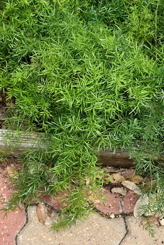 Fern, Asparagus Densiflorus 'sprengeri' - View 12 from www redcrocus com
