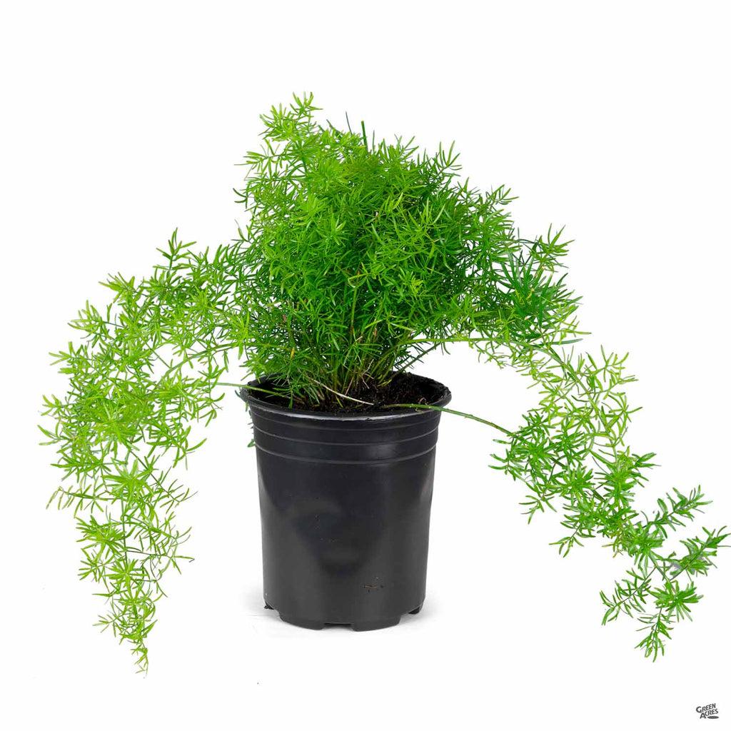 Fern, Asparagus Densiflorus 'sprengeri' - View 13 from www redcrocus com
