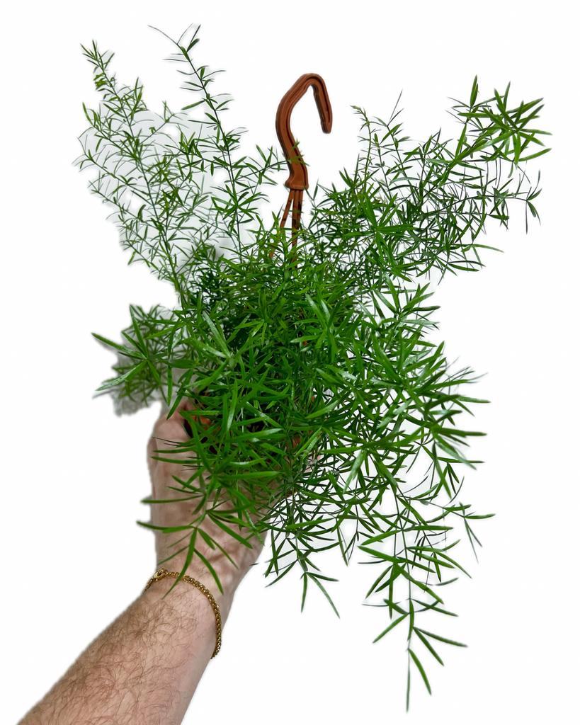 Fern, Asparagus Densiflorus 'sprengeri' - View 16 from www redcrocus com