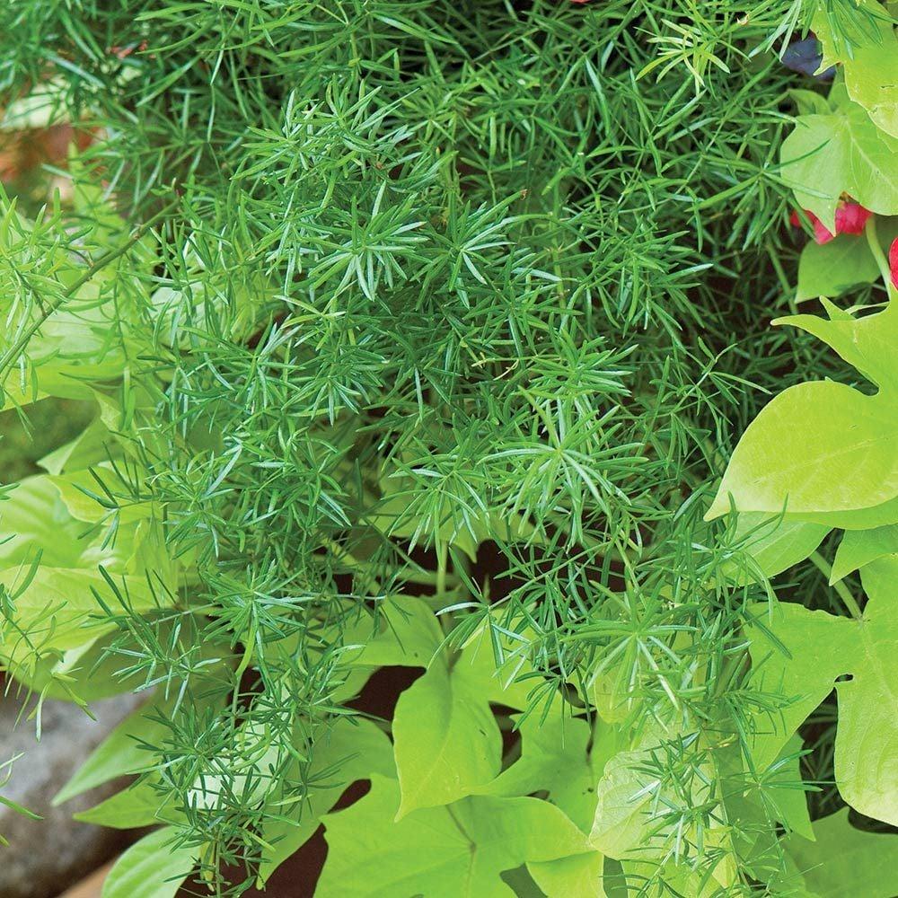 Fern, Asparagus Densiflorus 'sprengeri' - View 16 from www redcrocus com