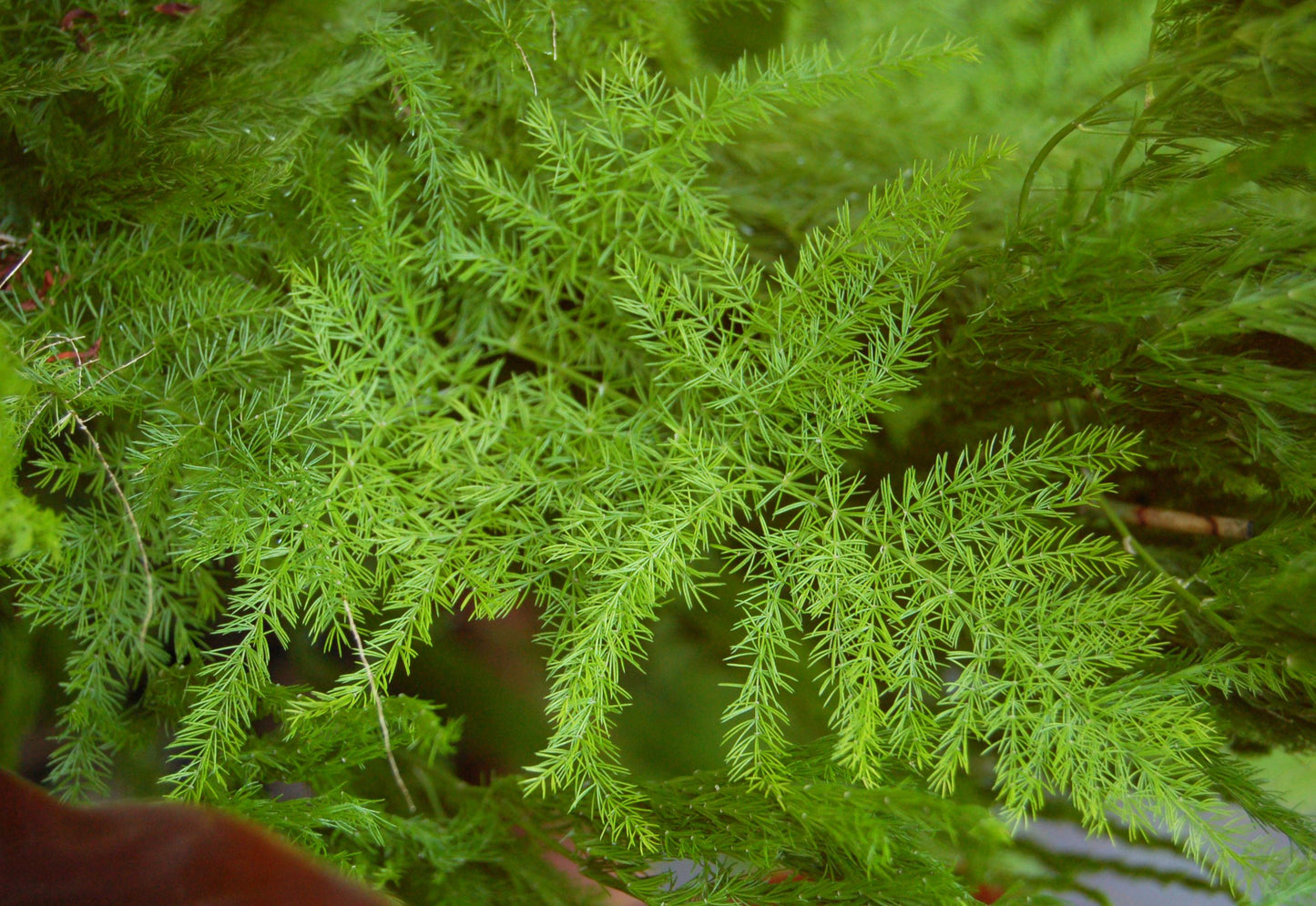 Fern, Asparagus Densiflorus 'sprengeri' - View 17 from www redcrocus com