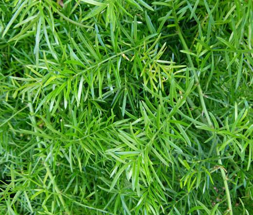 Fern, Asparagus Densiflorus 'sprengeri' - View 1 from www redcrocus com