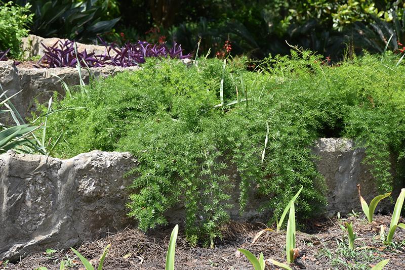 Fern, Asparagus Densiflorus 'sprengeri' - View 23 from www redcrocus com