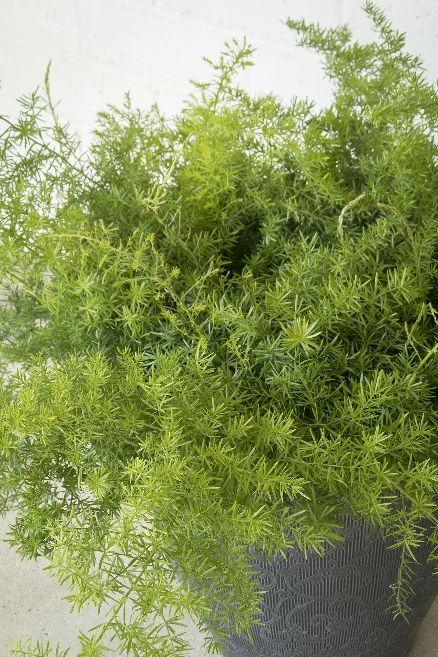 Fern, Asparagus Densiflorus 'sprengeri' - View 24 from www redcrocus com