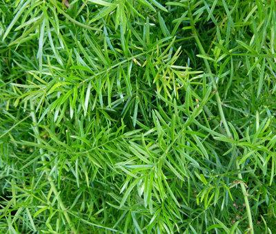 Fern, Asparagus Densiflorus 'sprengeri' - View 25 from www redcrocus com