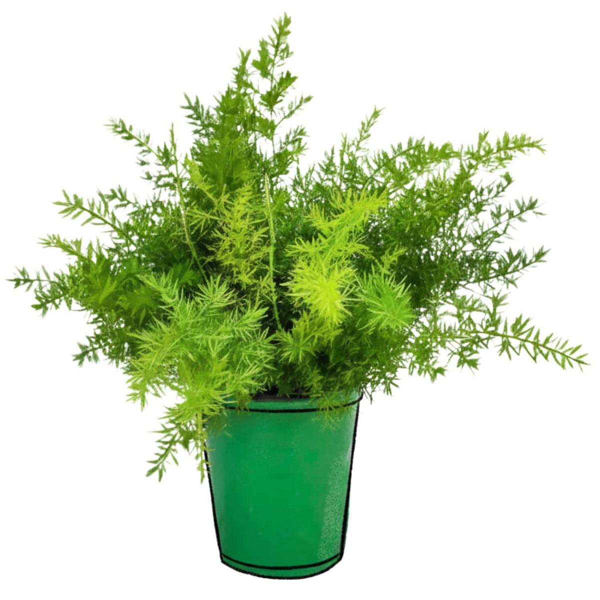 Fern, Asparagus Densiflorus 'sprengeri' - View 26 from www redcrocus com