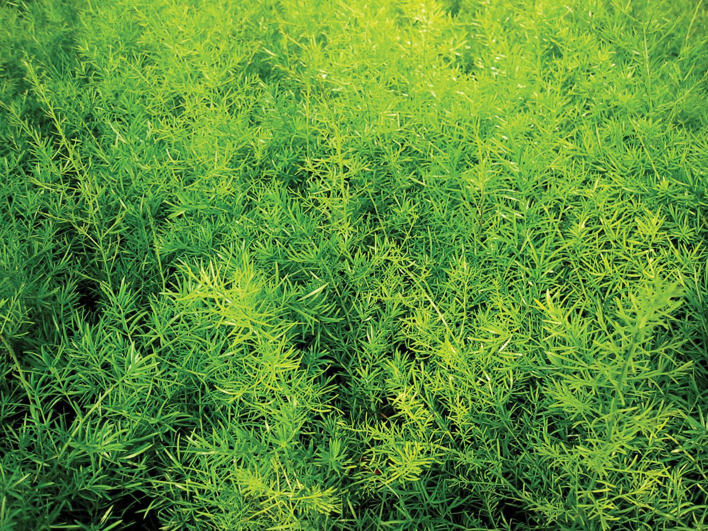 Fern, Asparagus Densiflorus 'sprengeri' - View 29 from www redcrocus com