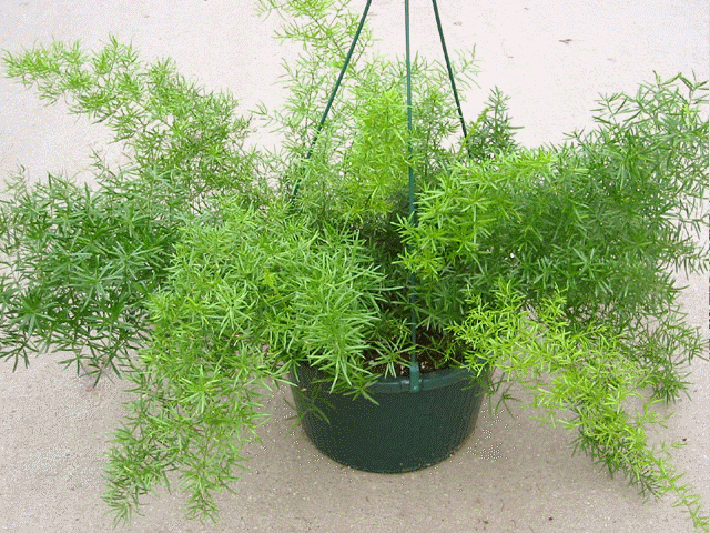 Fern, Asparagus Densiflorus 'sprengeri' - View 2 from www redcrocus com