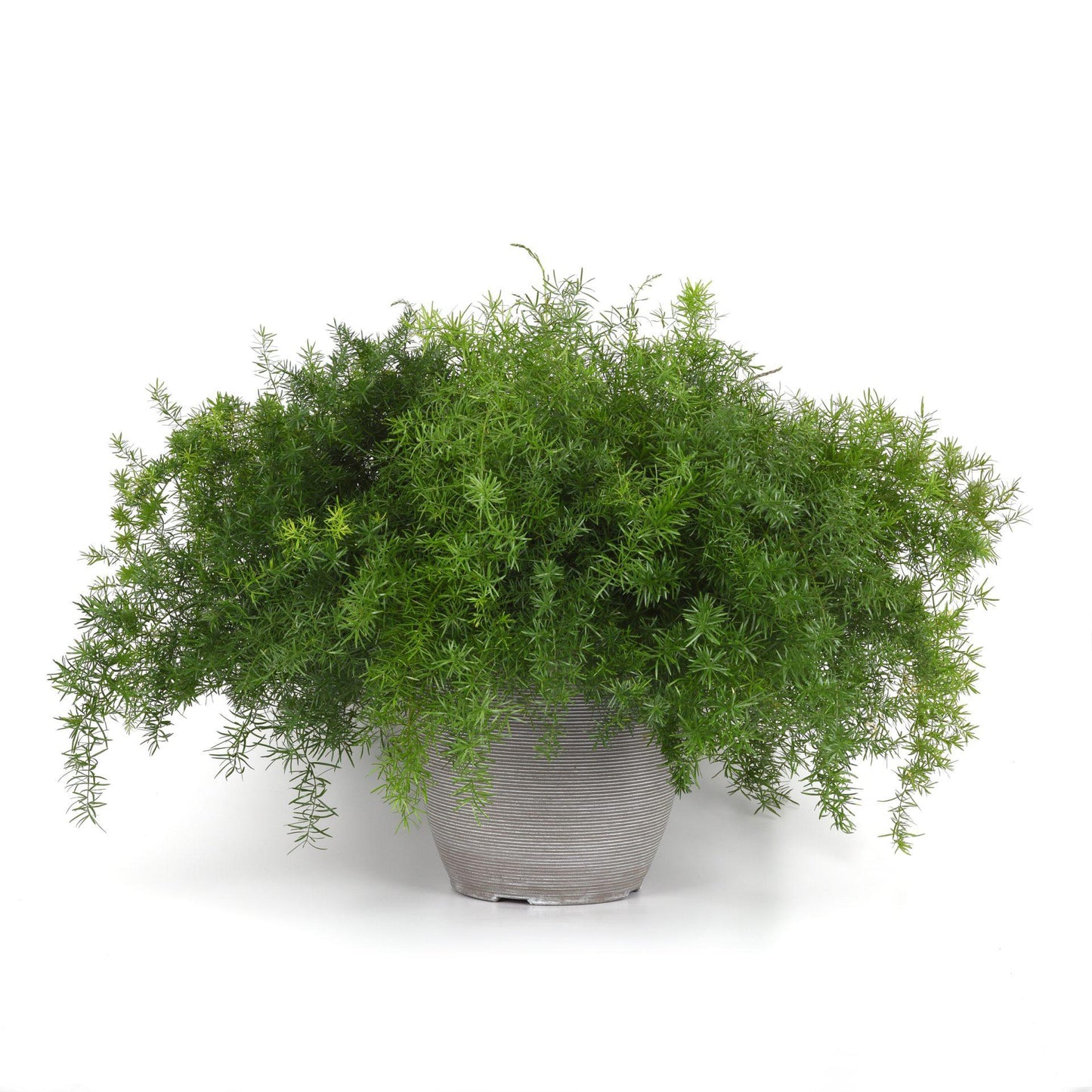 Fern, Asparagus Densiflorus 'sprengeri' - View 30 from www redcrocus com